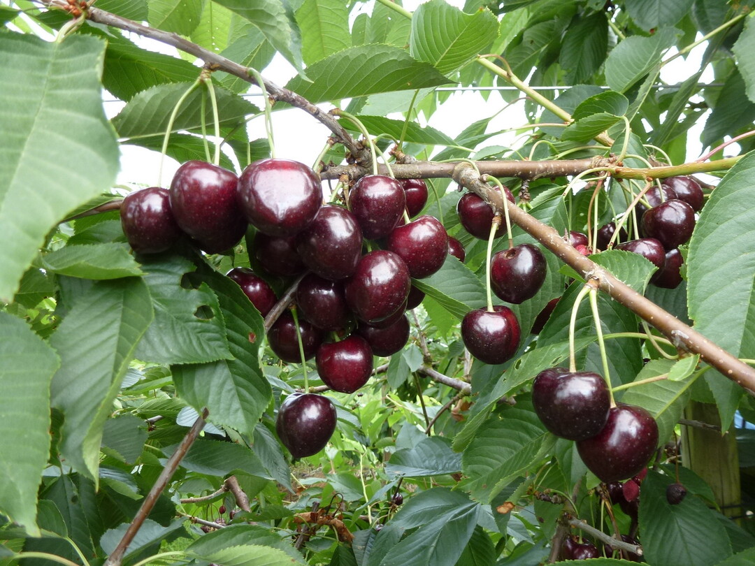 Im April 2018 hat die JKI Skirschen-Neuzchtung Areko den Sortenschutz erhalten. 