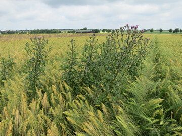 Ackerkratzdistel im Getreidebestand