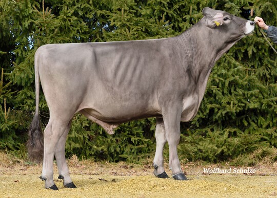 Der Bulle Piaggio, gezchtet von Werner Frey in Rot an der Rot, ist als Piano-Sohn einer der hchsten Bullen der Rasse Brown Swiss und wird nun neu verfgbar.
