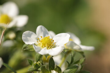 Blht viel Raps in der Landschaft, tummeln sich weniger Honigbienen und Hummeln auf Erdbeerfeldern. Solitrbienen bleiben ihrer Nektarquelle dagegen treu. 