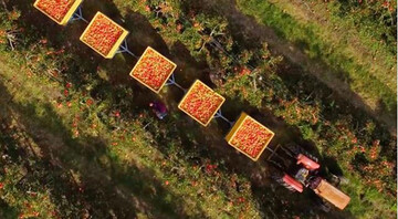 Mit vergleichsweise geringen Einbuen in der Erntemenge nach den Aprilfrsten macht sich Pink Lady daran, mit innovativen Marketingkonzepten neue Kunden zu gewinnen. 