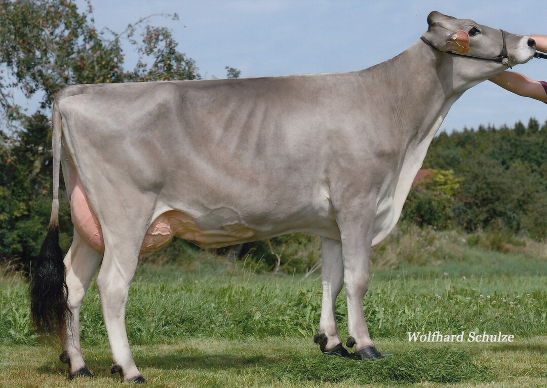   Die Cadura-Tochter Pisa, aus der Zucht von Helmut Schllhorn in Ummendorf, ist die Mutter von Calderon und Ventura.