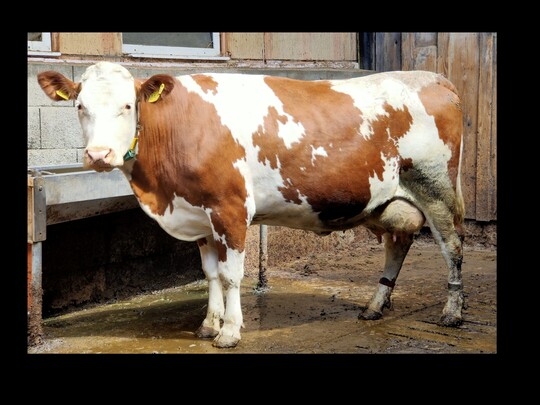 Die Piwer-Tochter Kira von Lothar Ebner aus Hchenschwand-Unterweschnegg zeigt ein gutes Exterieur. Das Bild wurde in der Trockenstehphase zur zweiten Abkalbung aufgenommen. Kira kommt auf einen GZW von 122 und MW von 117.