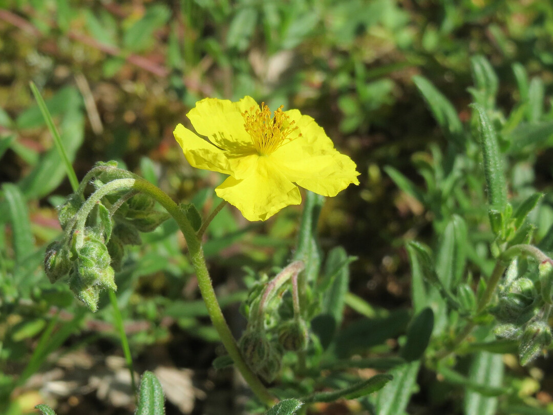 Rock Rose stiftet Lebensfreude