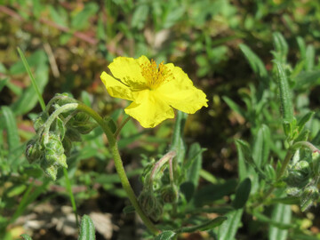 Rock Rose stiftet Lebensfreude