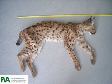  In Baden-Wrttemberg existiert bislang keine Luchspopulation. Anfang Juni wurde ein toter Luchs im Sdschwarzwald ufgefunden.