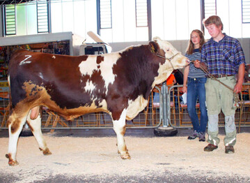 Ragpiras wurde als erster Testbulle des Bullenvaters Ragos ausgewhlt. Seine Exterieurstrke ist an diesem frohwchsigen Sohn mit hervorragender Bemuskelung gut abzulesen. Eberhard Beha aus Unterkirnach hat ihn aus einer langlebigen Pirastochter gezchtet.