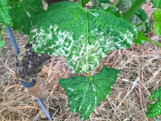 Bei Pockenmilbenbefall sollte man den Raubmilbenbestand berprfen.