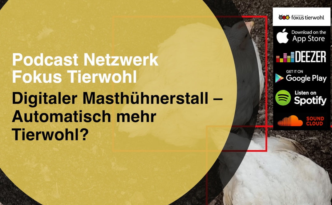 Eine neue Podcast-Folge des Netzwerks Fokus Tierwohl berichtet über digitale Techniken und Anwendungen im Geflügelstall.