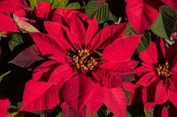 Die Anbauflche fr Weihnachtssterne geht in Baden-Wrttemberg zurck.
