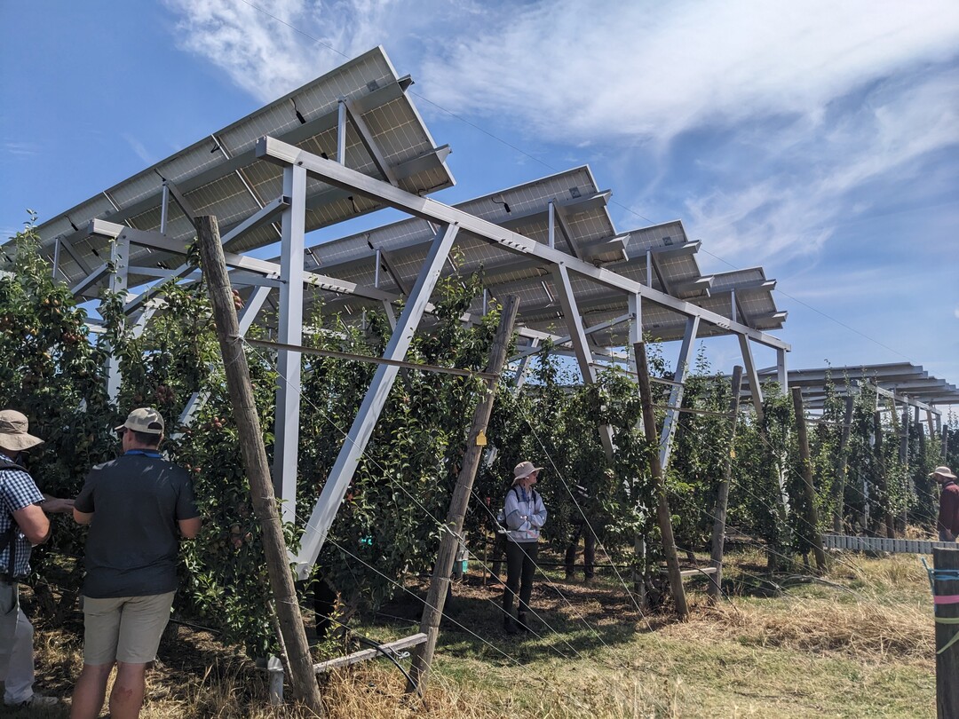 Agri-PV-Anlage ber Birnen: Verwendet wurden kostengnstige Standardmodule in zwei Anordnungen mit 45 Grad und mit 5 Grad Neigung. Die Anlage in Westausrichtung soll am Nachmittag mglichst viel Strom produzieren und die Sonnenbrandgefahr fr Frchte reduzieren. Bei beiden Anordnungen haben die australischen Wissenschaftler negative Effekte auf den Ertrag und die Qualitt festgestellt.