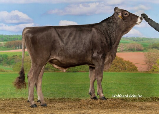 Portico ist die neue Nummer eins der Brown Swiss-Zucht und berzeugt durch viel Milch und beste Werte fr die Klauengesundheit.