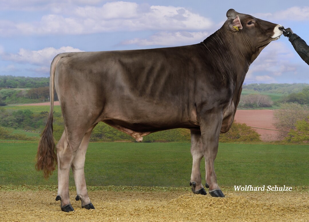   Portland ist der leistungsstrkste Bulle der Rasse Brown Swiss.