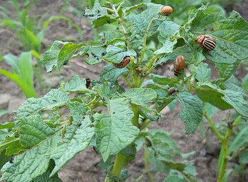 Das Kraut ist ein Festessen für Kartoffelkäfer. Am wirkungsvollsten ist die Bekämpfung, wenn sie die Schädlinge im Larvenstadium erwischt.