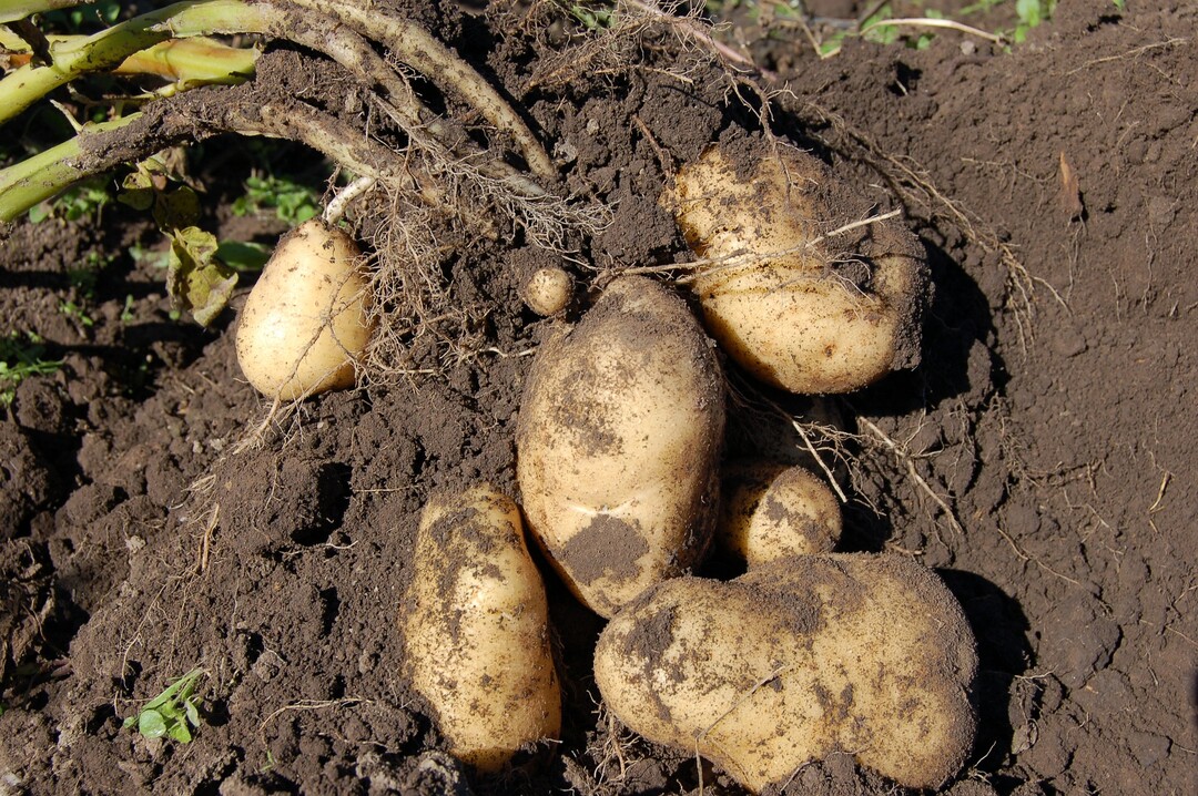 Reife Kartoffeln auf dem Acker.