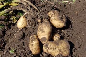 Reife Kartoffeln auf dem Acker.