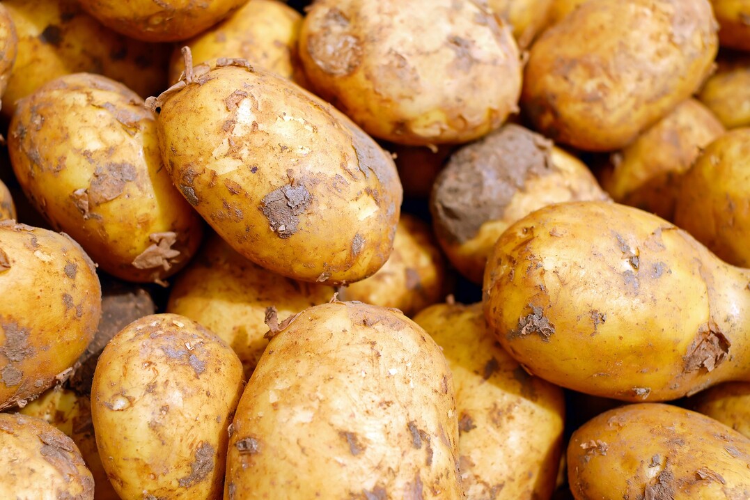 Wichtige Kriterien bei der Beurteilung von Speisekartoffeln sind Ertrag, Sortierung, Knollenform, Schalenbeschaffenheit, Speisequalität, Stärkegehalt und Resistenz gegenüber wichtigen Krankheiten.