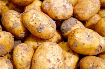 Wichtige Kriterien bei der Beurteilung von Speisekartoffeln sind Ertrag, Sortierung, Knollenform, Schalenbeschaffenheit, Speisequalitt, Strkegehalt und Resistenz gegenber wichtigen Krankheiten.