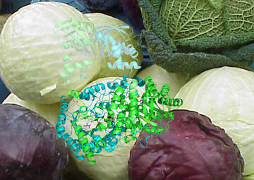 Kreuzbltler wie der Kohl produzieren Senflglycoside als chemische Waffe gegen Raupen. Wichtig fr deren Bildung ist ein Enzym, das aus einem Vorlufer mit ganz anderer Funktion entstanden ist. Das Enzym IPMS (im Bild dreidimensional dargestellt) ist fr die Herstellung von Leucin zustndig. Durch den Wegfall von 120 Aminosuren (blass im Hintergrund) sowie durch zwei Punktmutationen im entsprechenden Gen hat IMPS seine Funktion komplett verndert.