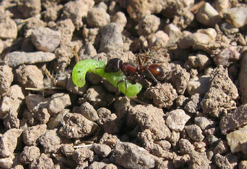 Eine rough harvester Ameise (Pogonomyrmex rugosus) hat die Larve an ihrem Geruch erkannt und verschleppt sie in ihr Nest. Den fr sie gefhrlichen Geruch gibt die Raupe wegen des aus den Blatthrchen stammenden acylierten Rohrzuckers unfreiwillig ab. 