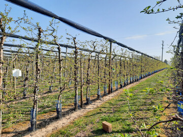 Über ein Monitoring wie hier mit Hilfe von Weißtafeln zur Erfassung der Apfelsägewespe wird die Befallsgefahr durch Schädlinge ermittelt.