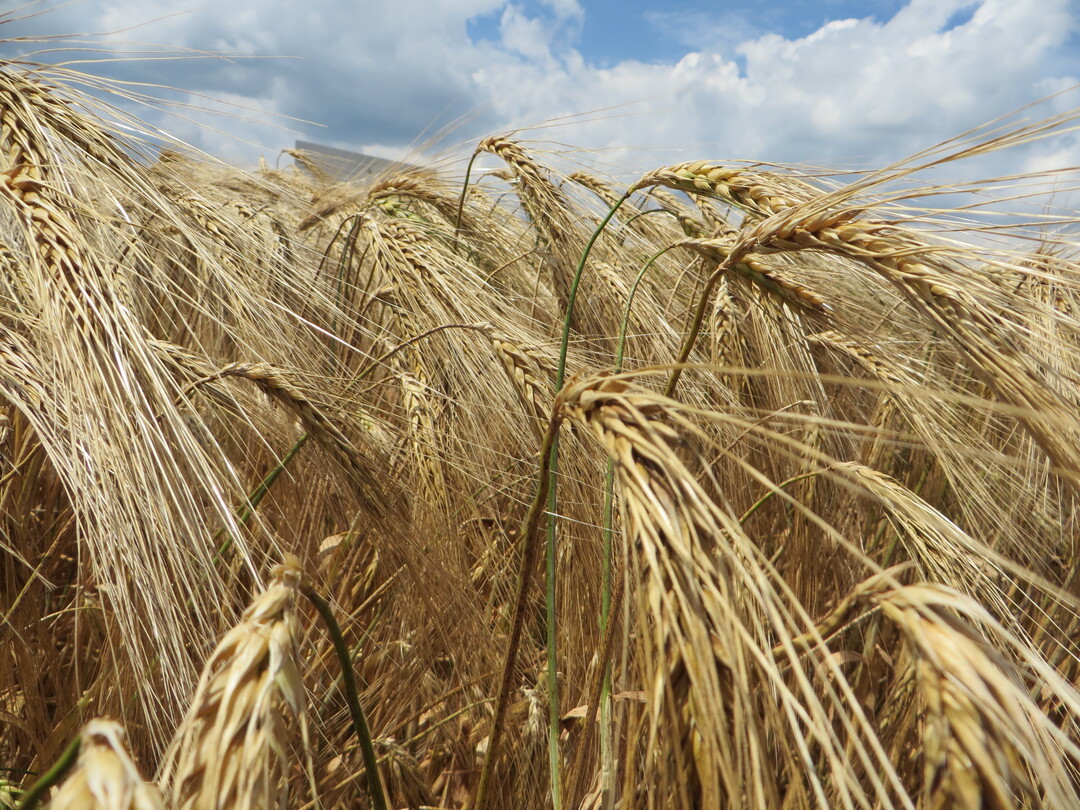 Wintergerste Quadriga