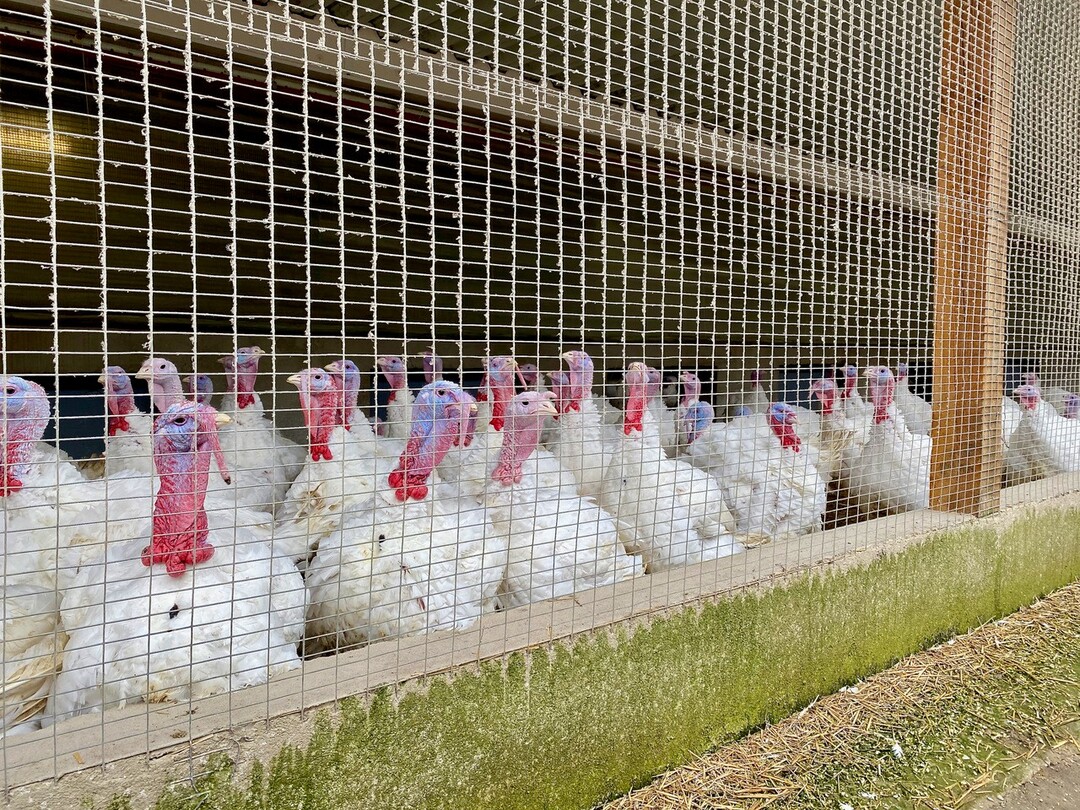   Die Puten des Gutes Laibach bei Drzbach im schnen Jagsttal leben unter anderem in einem Wintergarten im Tierwohl-Standard. 