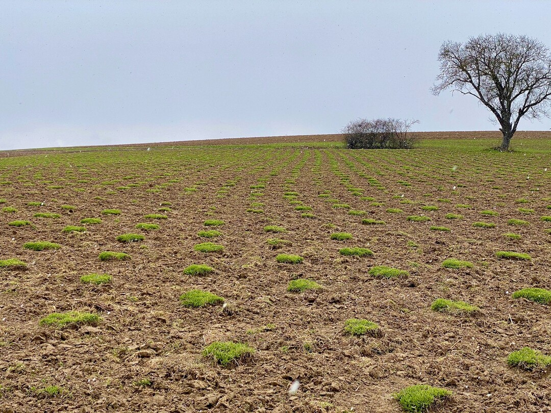   Die kultivierte und mehrjhrige gelbe Scharfgarbe des Gutes Laibach bei Drzbach im schnen Jagsttal wartet noch auf die wrmeren Temperaturen. 