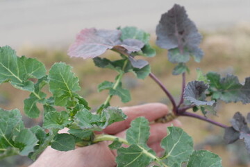 Durch Stickstoffmangel färben sich die Rapspflanzen allmählich lila.