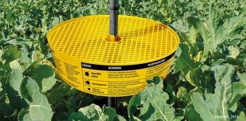 Ob eine Behandlung nötig wird oder nicht, entscheiden insbesondere die Schädlingsfänge in der Gelbschale.