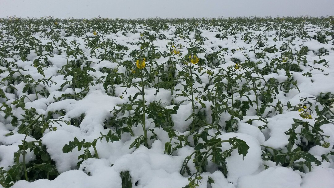 Schnee erdr�ckt Raps im Alb-Donau-Kreis