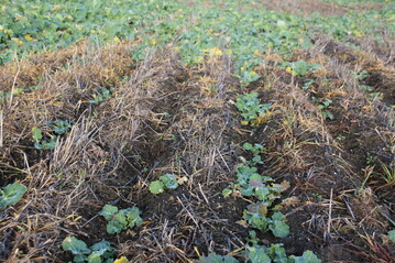 Die konservierende Bodenbearbeitung schnitt in kontinentalen, trockenen und gemäßigten Regionen besser ab als in tropischen.