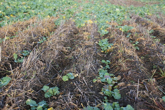 Die konservierende Bodenbearbeitung schnitt in kontinentalen, trockenen und gemigten Regionen besser ab als in tropischen.
