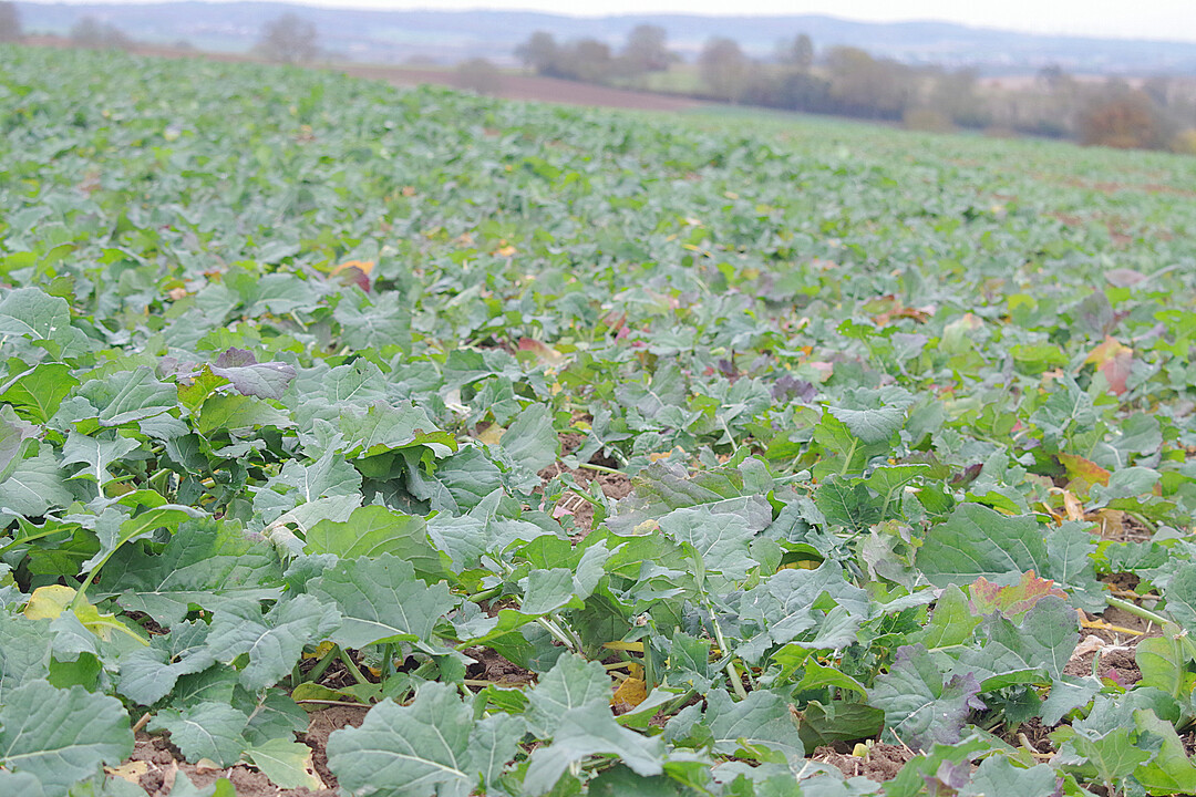 Raps sollte im Herbst nicht zu hoch wachsen, da sonst die Winterfestigkeit der Pflanzen schwindet.