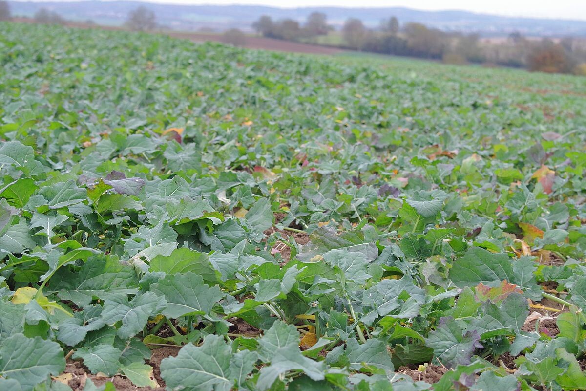 Im Winterraps Wachstumsregulierung planen