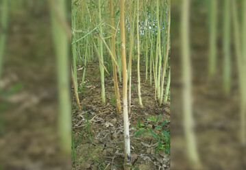 Weißstängeligkeit an Raps