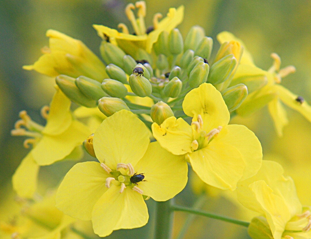 Kontrollieren Sie die Bestände auf Rapsglanzkäfer, sobald sich die Knospen ausbilden!