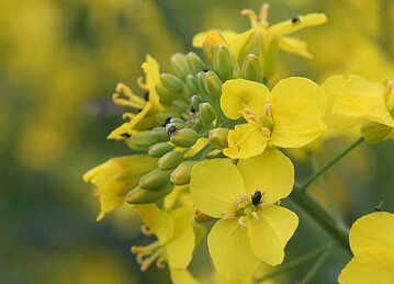 Rapsglanzkäfer können in Raps zeitgleich mit dem Stängelrüssler auftreten.