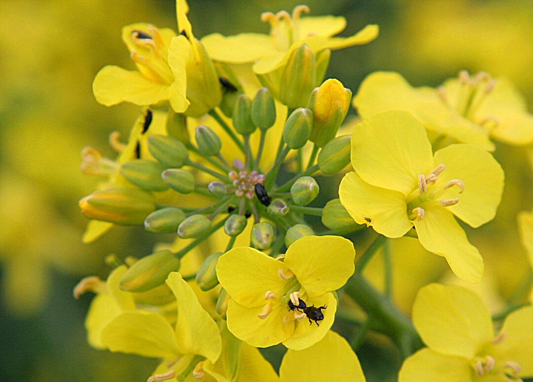 Rapsglanzkfer wuseln auf einer Rapsblte.