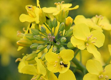 Rapsglanzkfer wuseln auf einer Rapsblte.