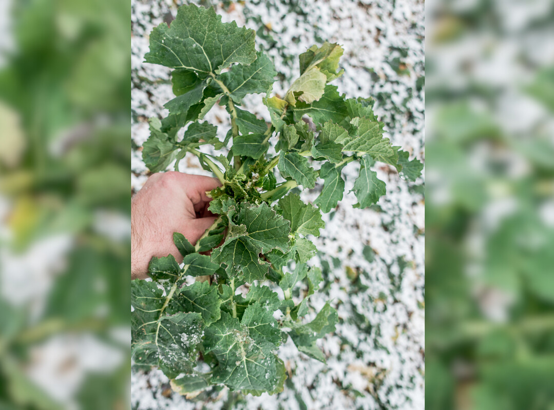 Aufgrund seines zeitigen Vegetationsbeginns, bentigt Winterraps schon frh eine gesicherte N-Versorgung.