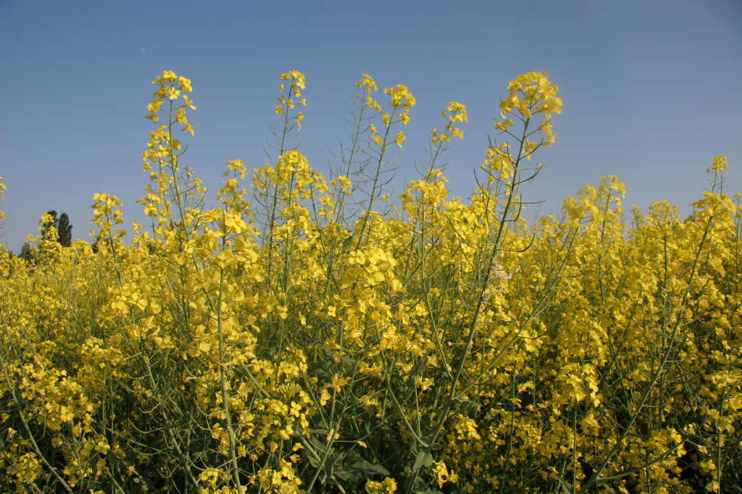Rapsblten vor blauem Himmel.