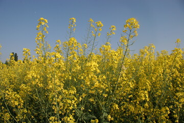 Rapsblüten vor blauem Himmel.