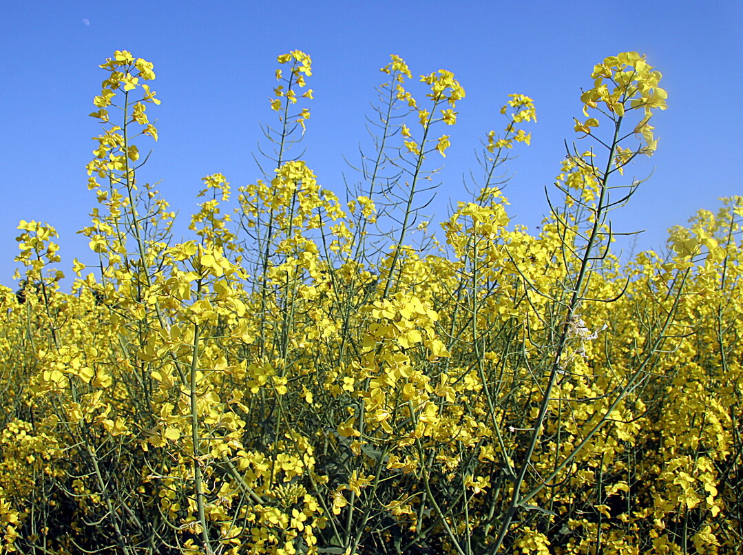 Das Bundesamt fr Verbraucherschutz und Lebensmittelsicherheit hat eine Notfallzulassung fr Vibrance OSR gegen Auflaufkrankheiten in Winterraps erteilt.