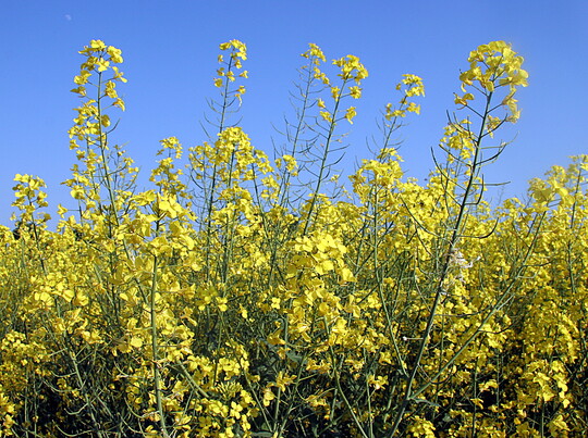 Das Bundesamt fr Verbraucherschutz und Lebensmittelsicherheit hat eine Notfallzulassung fr Vibrance OSR gegen Auflaufkrankheiten in Winterraps erteilt.