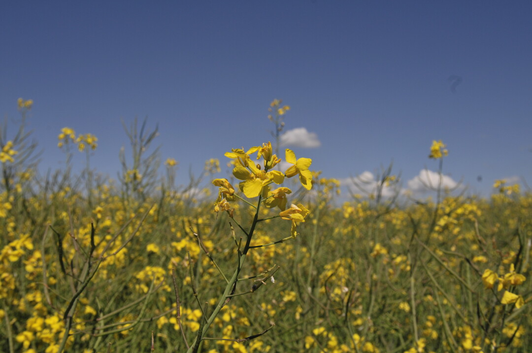 Rapsblüte