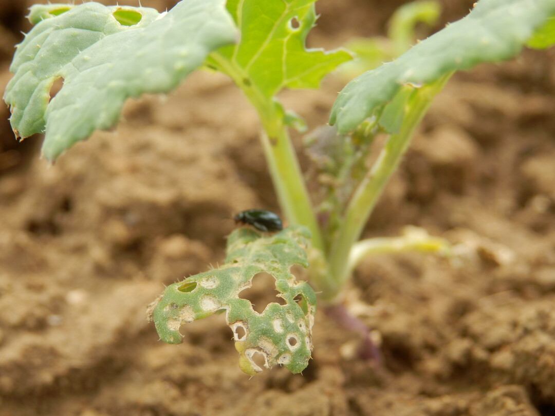Lochfra durch den Rapserdfloh.