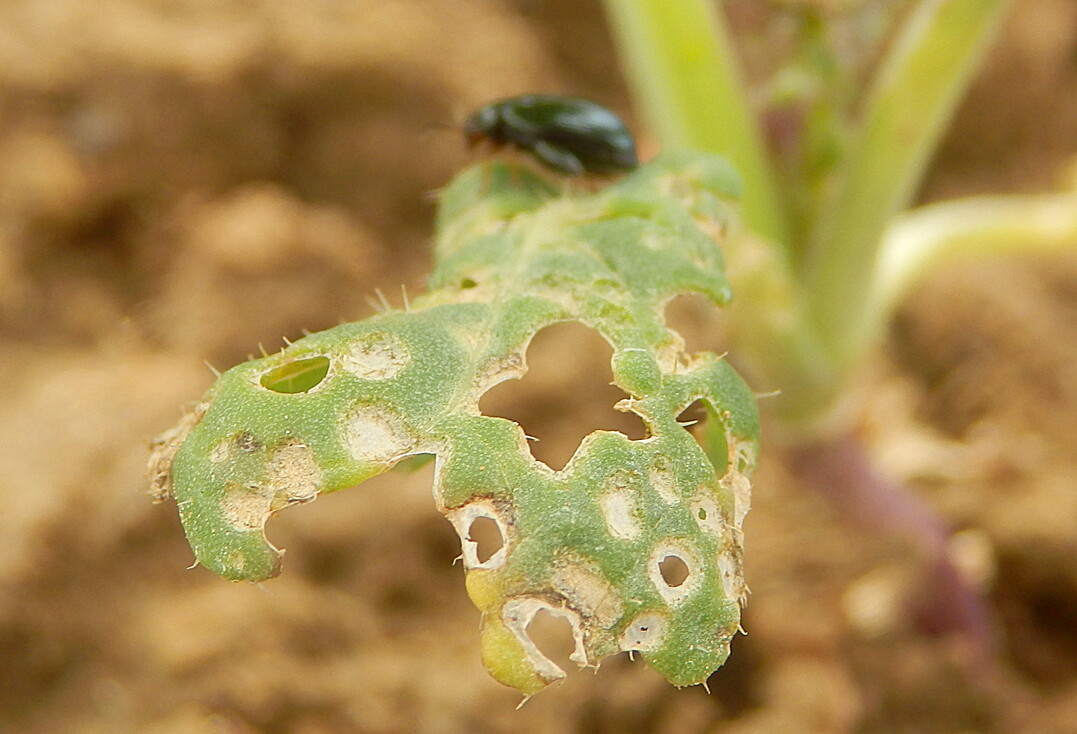 2018 haben Rapserdflhe rtlich die Bltter siebartig durchlchert und ganze Bestnde vernichtet.