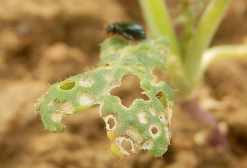 2018 haben Rapserdflöhe örtlich die Blätter siebartig durchlöchert und ganze Bestände vernichtet.