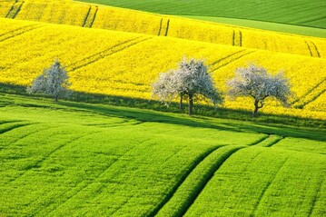 Der Pilz Sclerotinia sclerotiorum befällt unter anderem Raps.